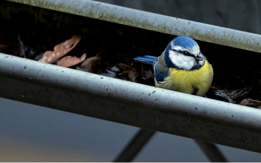 A blue and yellow bird in a rain gutter with debris around it 
